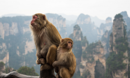 Photo: The Golden Monkeys of Zhangjiajie – China, by Alex Berger